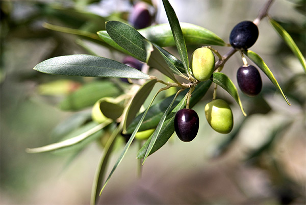 Spainâ€™s Contribution to the Olive Oil Market